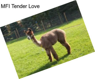 MFI Tender Love