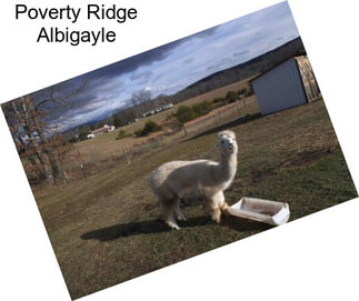 Poverty Ridge Albigayle