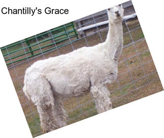 Chantilly\'s Grace