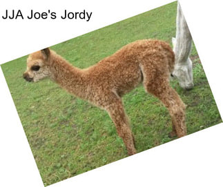 JJA Joe\'s Jordy