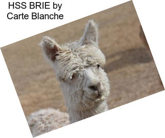HSS BRIE by Carte Blanche