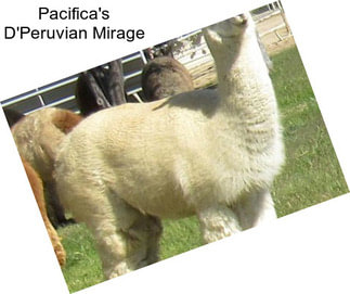 Pacifica\'s D\'Peruvian Mirage