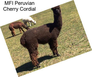 MFI Peruvian Cherry Cordial