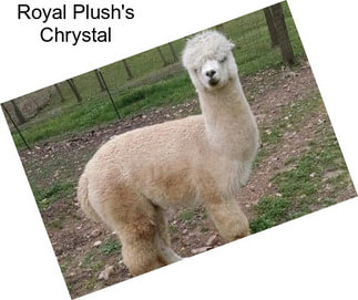 Royal Plush\'s Chrystal