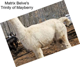 Matrix Belve\'s Trinity of Mayberry