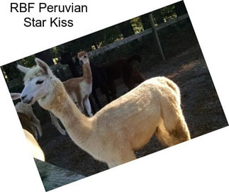 RBF Peruvian Star Kiss