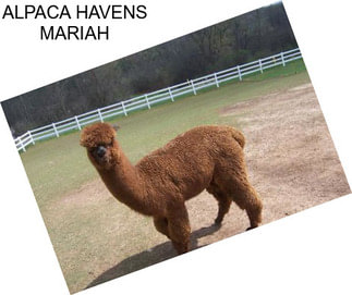 ALPACA HAVENS MARIAH