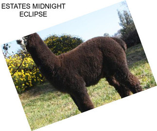 ESTATES MIDNIGHT ECLIPSE