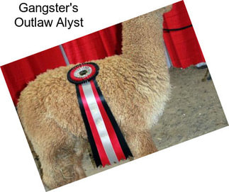 Gangster\'s Outlaw Alyst