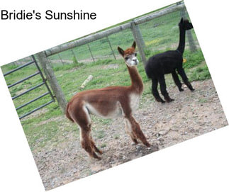 Bridie\'s Sunshine