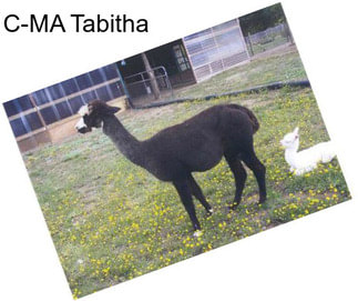 C-MA Tabitha