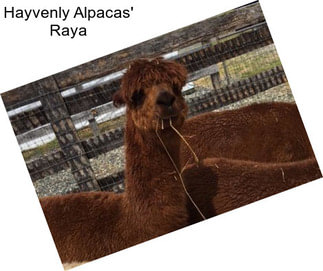 Hayvenly Alpacas\' Raya