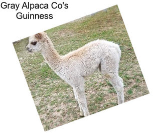 Gray Alpaca Co\'s Guinness