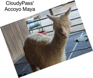 CloudyPass\' Accoyo Maya