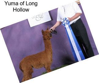 Yuma of Long Hollow