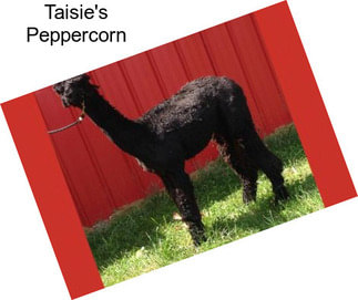 Taisie\'s Peppercorn