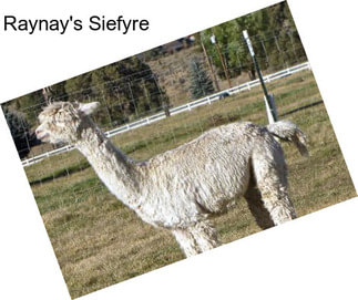 Raynay\'s Siefyre