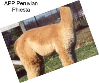 APP Peruvian Phiesta