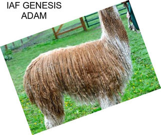 IAF GENESIS ADAM