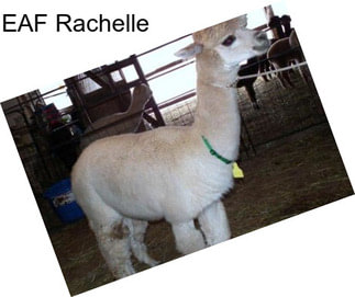 EAF Rachelle