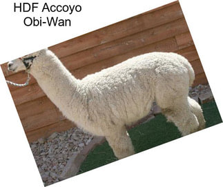 HDF Accoyo Obi-Wan