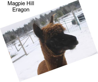 Magpie Hill Eragon