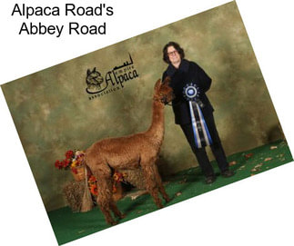 Alpaca Road\'s Abbey Road