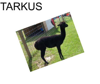 TARKUS