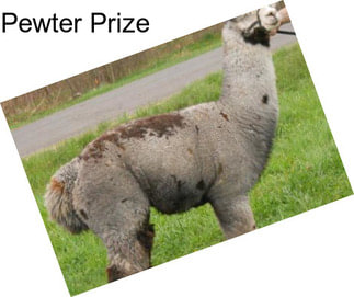 Pewter Prize