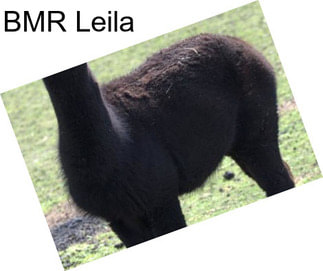 BMR Leila