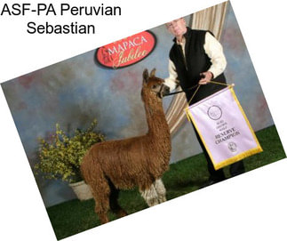 ASF-PA Peruvian Sebastian