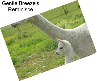 Gentle Breeze\'s Reminisce