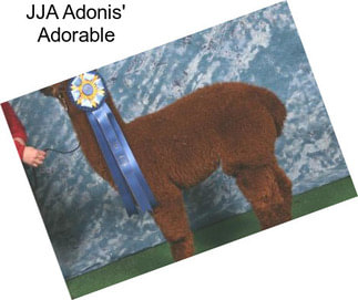 JJA Adonis\' Adorable