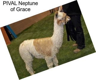 PIVAL Neptune of Grace