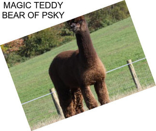 MAGIC TEDDY BEAR OF PSKY