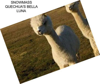 SNOWMASS QUECHUA\'S BELLA LUNA