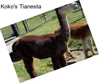 Koko\'s Tianesta