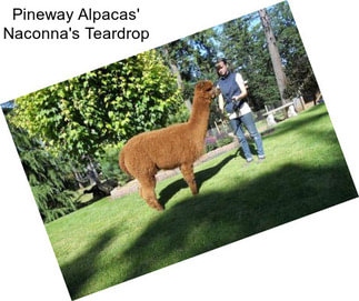 Pineway Alpacas\' Naconna\'s Teardrop