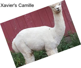 Xavier\'s Camille