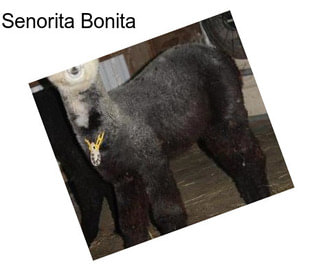 Senorita Bonita