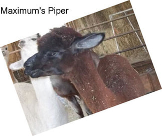 Maximum\'s Piper