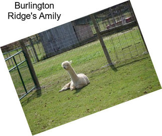 Burlington Ridge\'s Amily