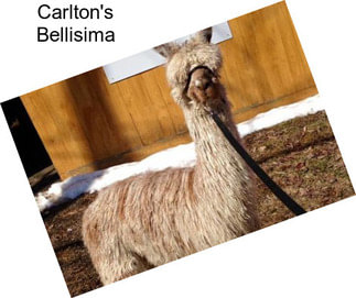 Carlton\'s Bellisima