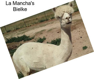 La Mancha\'s Bielke