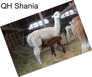 QH Shania