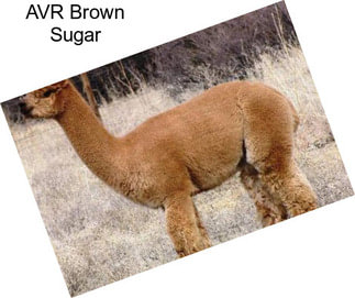 AVR Brown Sugar