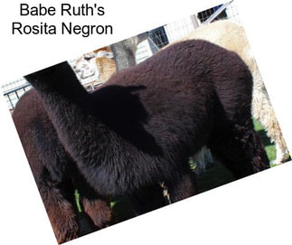 Babe Ruth\'s Rosita Negron