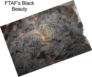 FTAF\'s Black Beauty