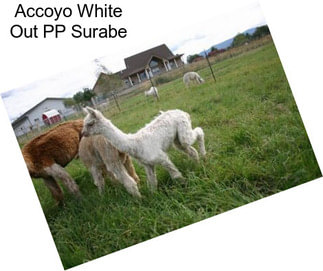 Accoyo White Out PP Surabe