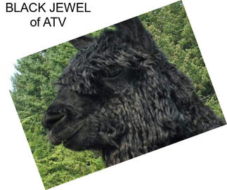 BLACK JEWEL of ATV